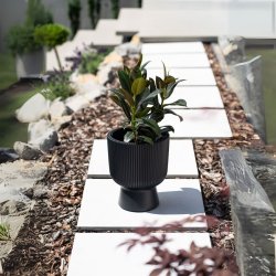 Milly 4 med selvvandingsindsats