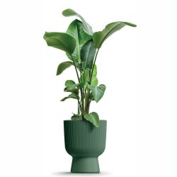 Milly 4 med selvvandingsindsats