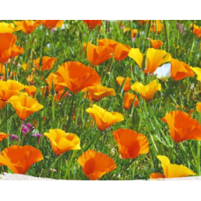 Kalifornisk Guldvalmue