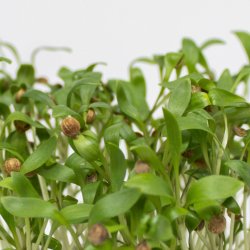 Mikrogrnt, Koriander