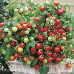Vindueshaven