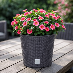 Rato med selvvandingsindsats, rund