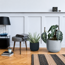 Milly 5 med selvvandingsindsats