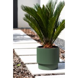 Milly 3 med selvvandingsindsats