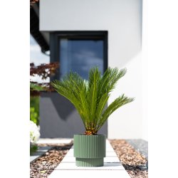 Milly 3 med selvvandingsindsats