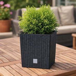 Rato med selvvandingsindsats, firkantet