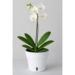 Dali, Potte med vandreservoir