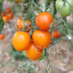 Tomat Auriga �ko