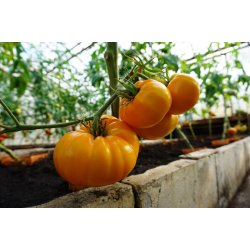 Tomat Brandywine Yellow