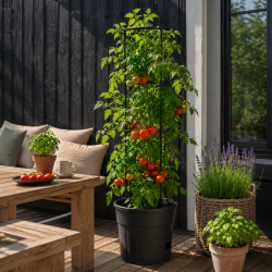 2. sortering Tomatt�rn stor