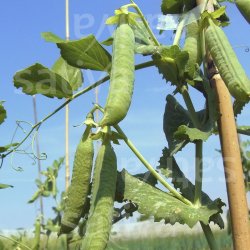 �rt Douce Provence �ko