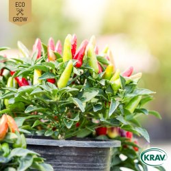 �kologiske chilifr� � Aurora, 6 fr�
