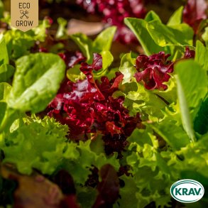 �kologiske salatfr� � Gourmet Baby Leaf Mix, 350 fr�