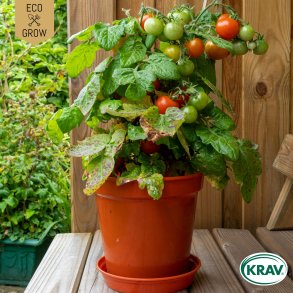 �kologiske tomatfr� � Bogus Fruchta, 5 stk.