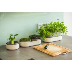 2-i-1 dyrkningssystem til mikrogr�nt og gendyrkning � Ivory med kaffegrums