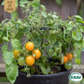 �kologiske tomatfr� � Ida Gold, 5 stk.