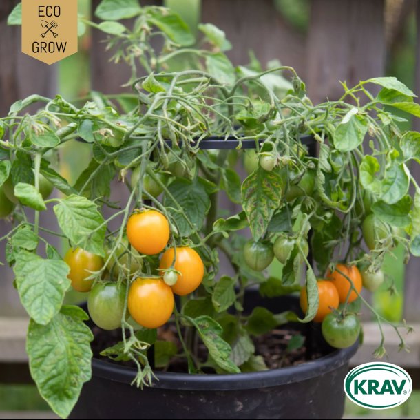�kologiske tomatfr� � Ida Gold, 5 stk.