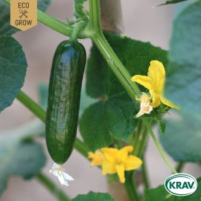 �kologiske agurkefr� � La Diva, 5 stk.