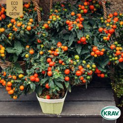 �kologiske tomatfr� � Maskotka, 5 stk.