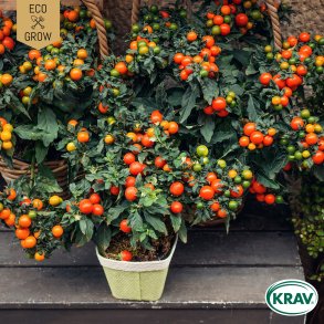 �kologiske tomatfr� � Maskotka, 5 stk.