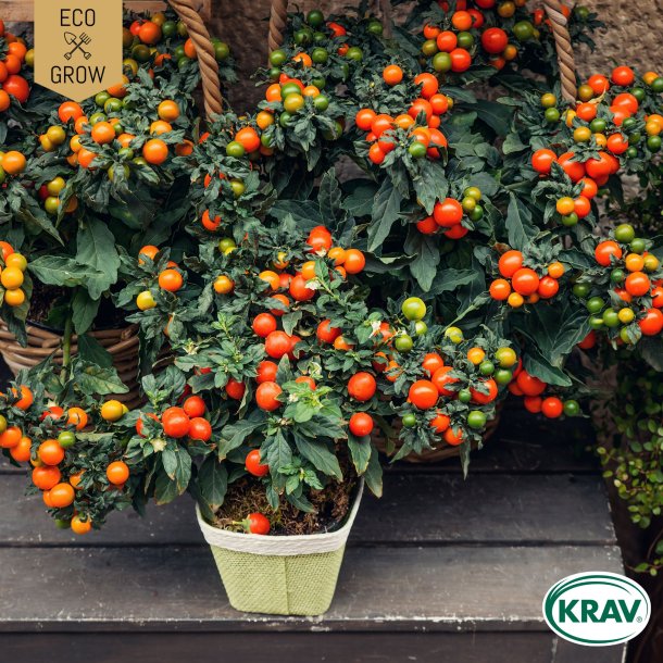 �kologiske tomatfr� � Maskotka, 5 stk.