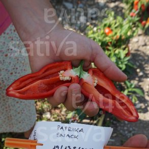 Peber Arique (KS/RH 20,5) �ko