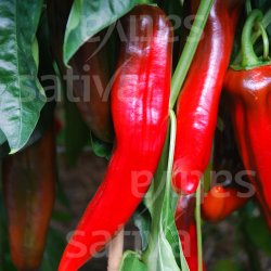 Peber Corno de Bue Rosso �ko