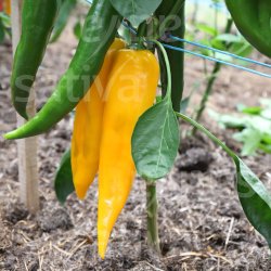 Peber Corno Di Bue Giallo �ko