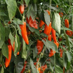 Peber Lady Lou KS �ko