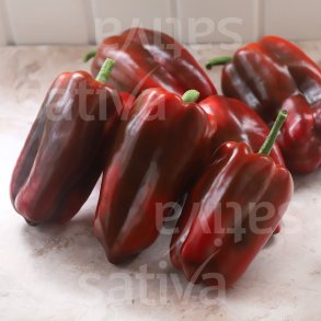 Peberfrugt Barkan RS �ko