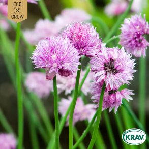 �kologiske purl�gsfr� � Allium schoenoprasum, 250 fr�