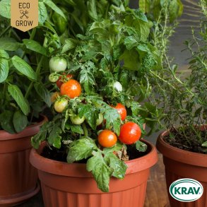 �kologiske tomatfr� � Rotk�ppchen, 5 stk.