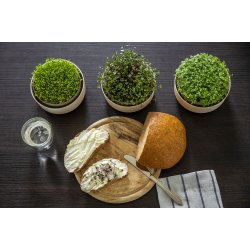 Mikrogr�nt dyrkningssystem � Med genanvendt kaffegrums