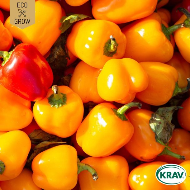 �kologiske snackpaprikafr� � Sweet Julie, 6 fr�