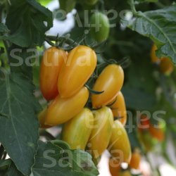 Tomat Blush Tiger �ko