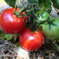 Tomat Bogus Fruchta KS �ko