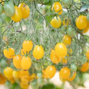 Tomat Dattelwein �ko