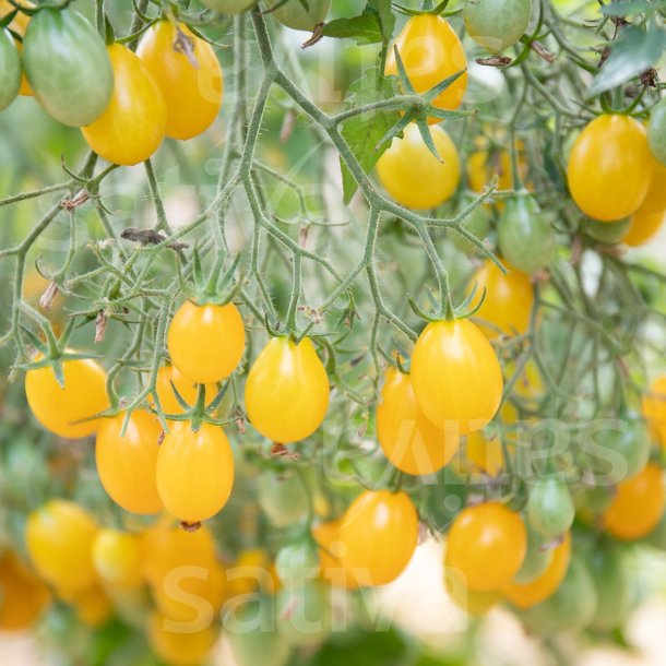 Tomat Dattelwein �ko