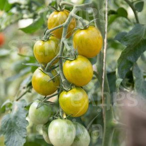 Tomat Green Grape �ko