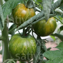 Tomat Green Zebra �ko