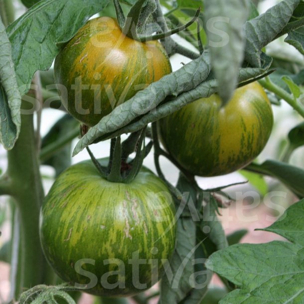 Tomat Green Zebra �ko