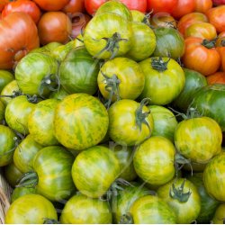 Tomat Green Zebra �ko