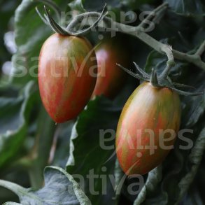 Tomat Lucky Tiger �ko