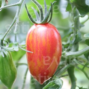 Tomat Pink Tiger �ko