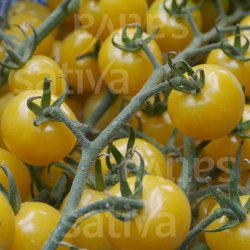 Tomat Snowberry �ko