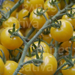 Tomat Snowberry �ko