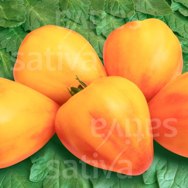 Tomat Sonneherz �ko